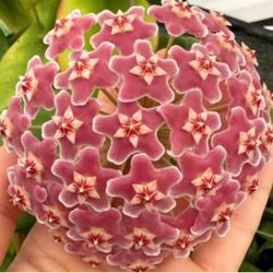 6” Hoya Fungii x Royal Hawaiian ( first pic is example )