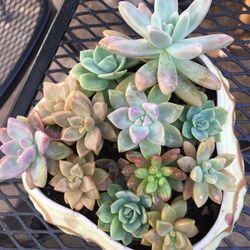 Assorted Mini Plants In Ceramic Pot 