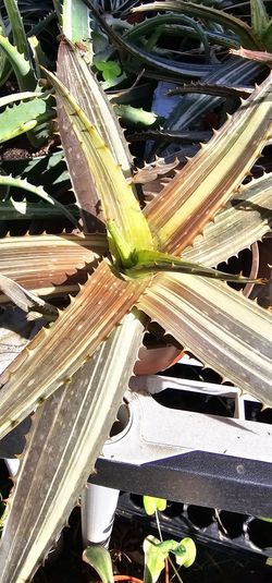Aloe samponaria RARE