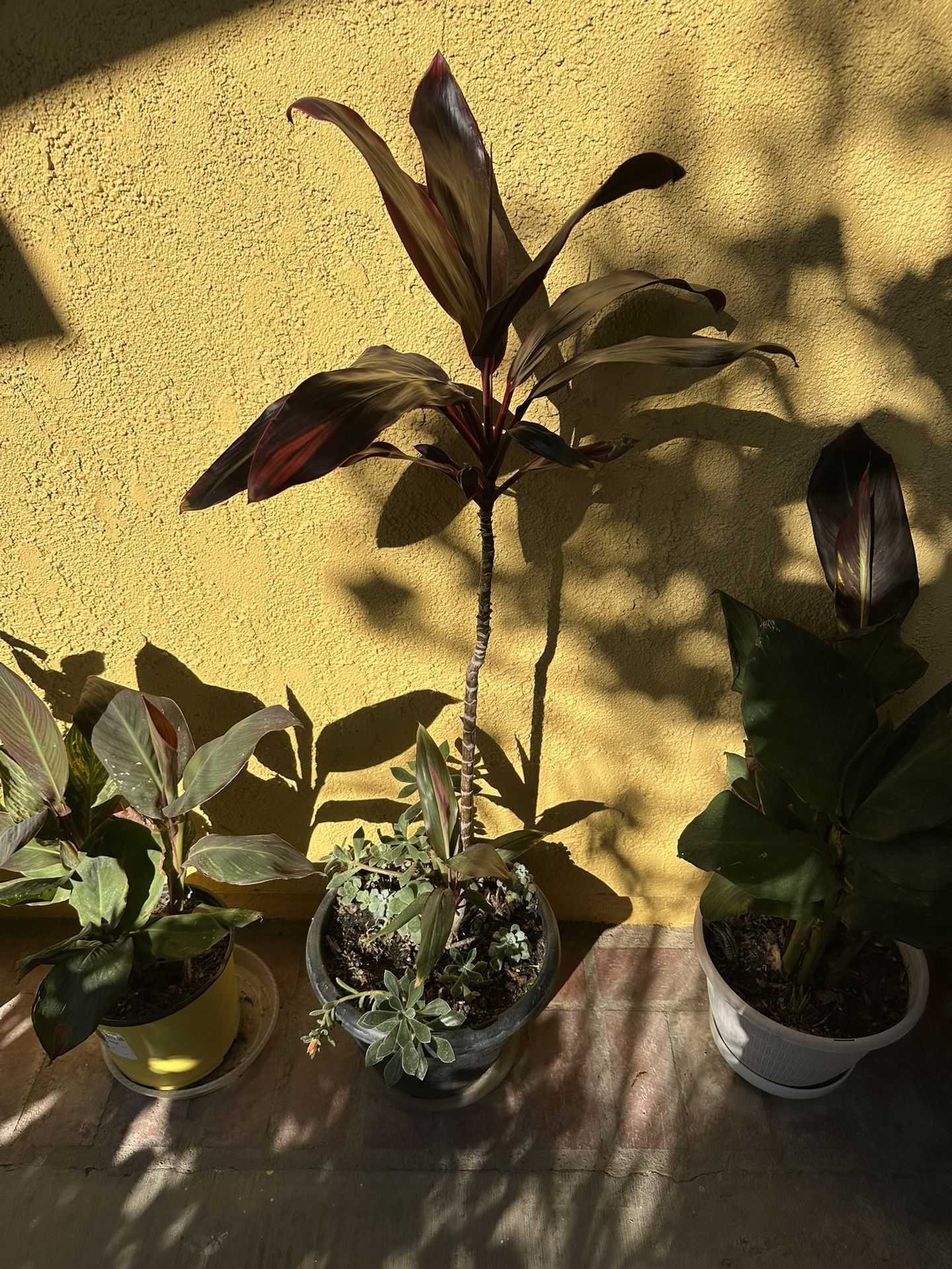 Succulent