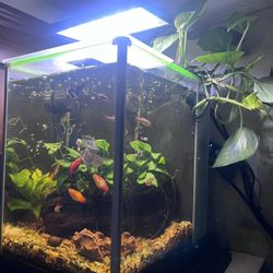 Fish Tank Decoration 