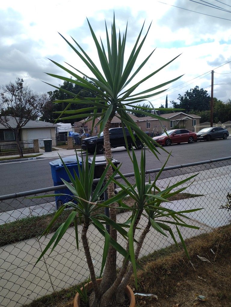Yucca Tree Plant