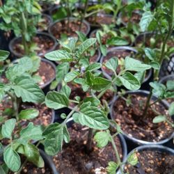 Super Sweet 100 Tomato Plants 