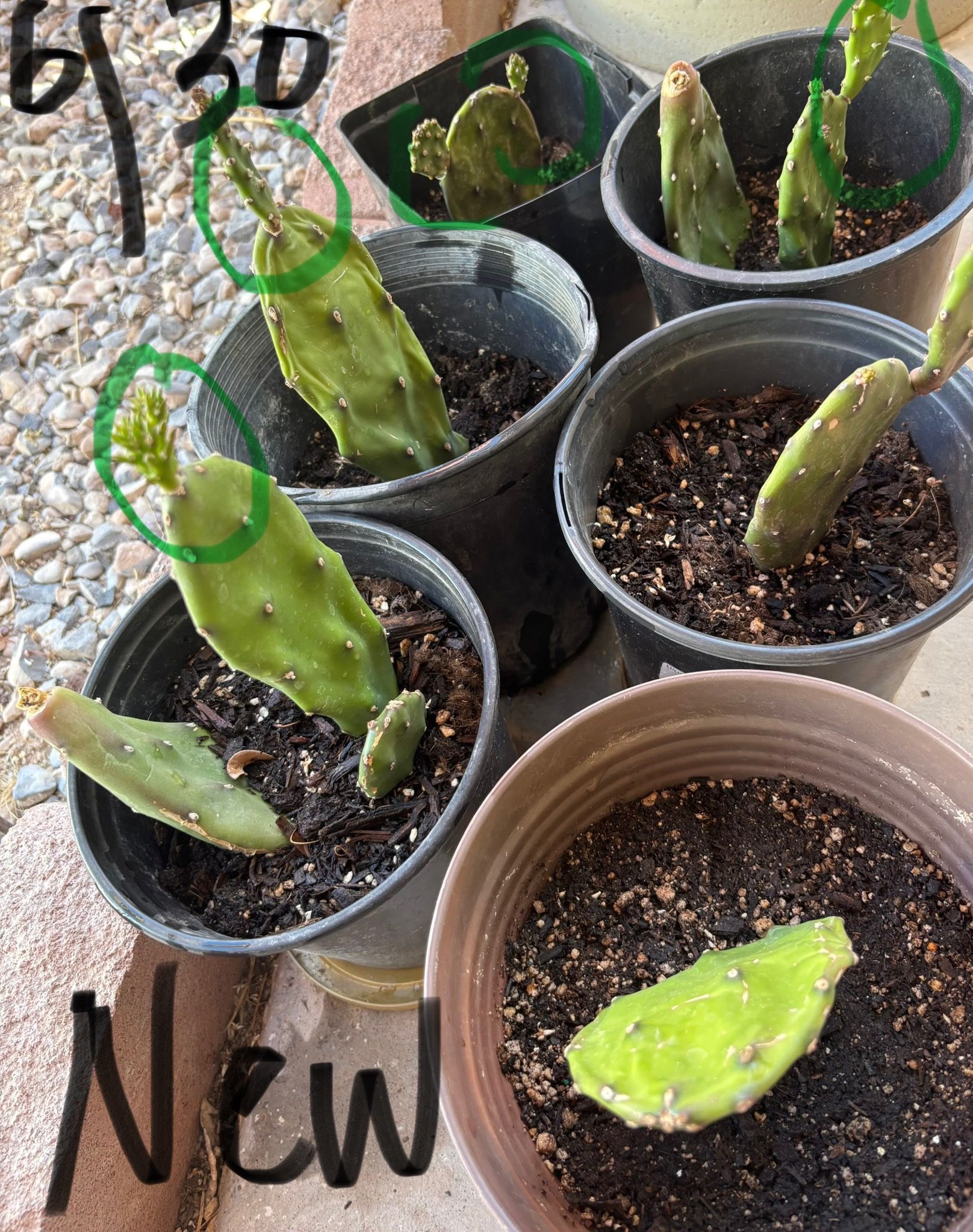 Cactus 