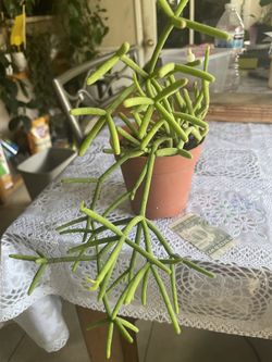 Rhipsalis 