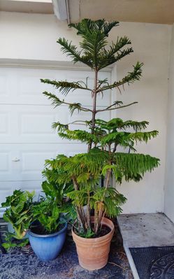 10' Norfolk Pine Tree