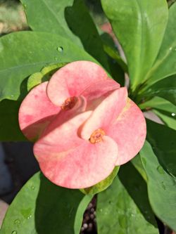 Corona de cristo. Planta