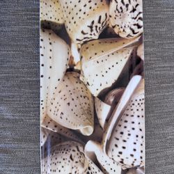 Pier 1 Imports Seashell Dish