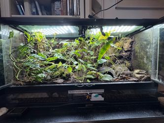 Dart Frog Terrarium