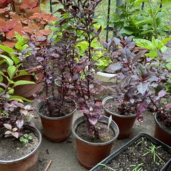 Alternanthera Purple Plant $8