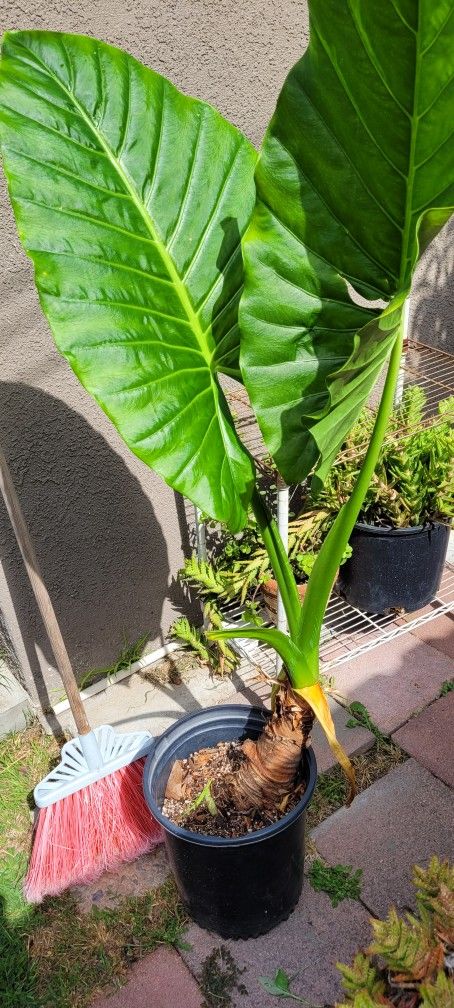 Planta, Oreja De Elefante Grandes Hojas
