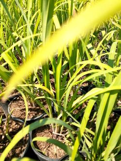 Lemon grass natural mosquito repellant