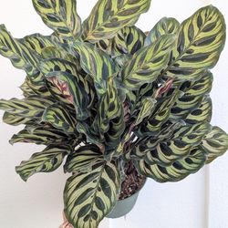 Calathea Makoyana Peacock Plant 6" Pot - Indoor House Plants