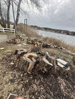 Free Firewood - Big Stumps From Tree That Fell