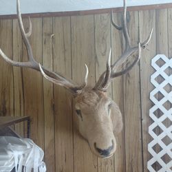 Elk head