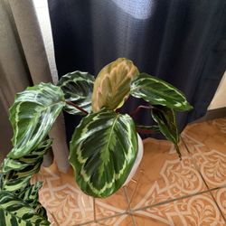 Calathea Medallion Plants