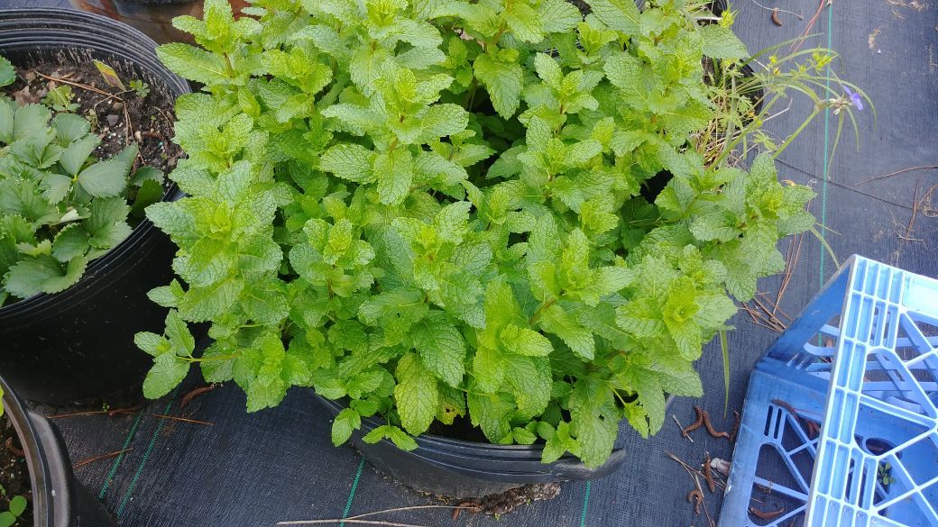 Large Mint Plant