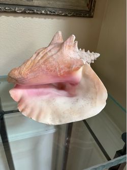 Natural conch shell 9”x 7”