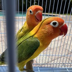 Bird Parrot Cage For Sale