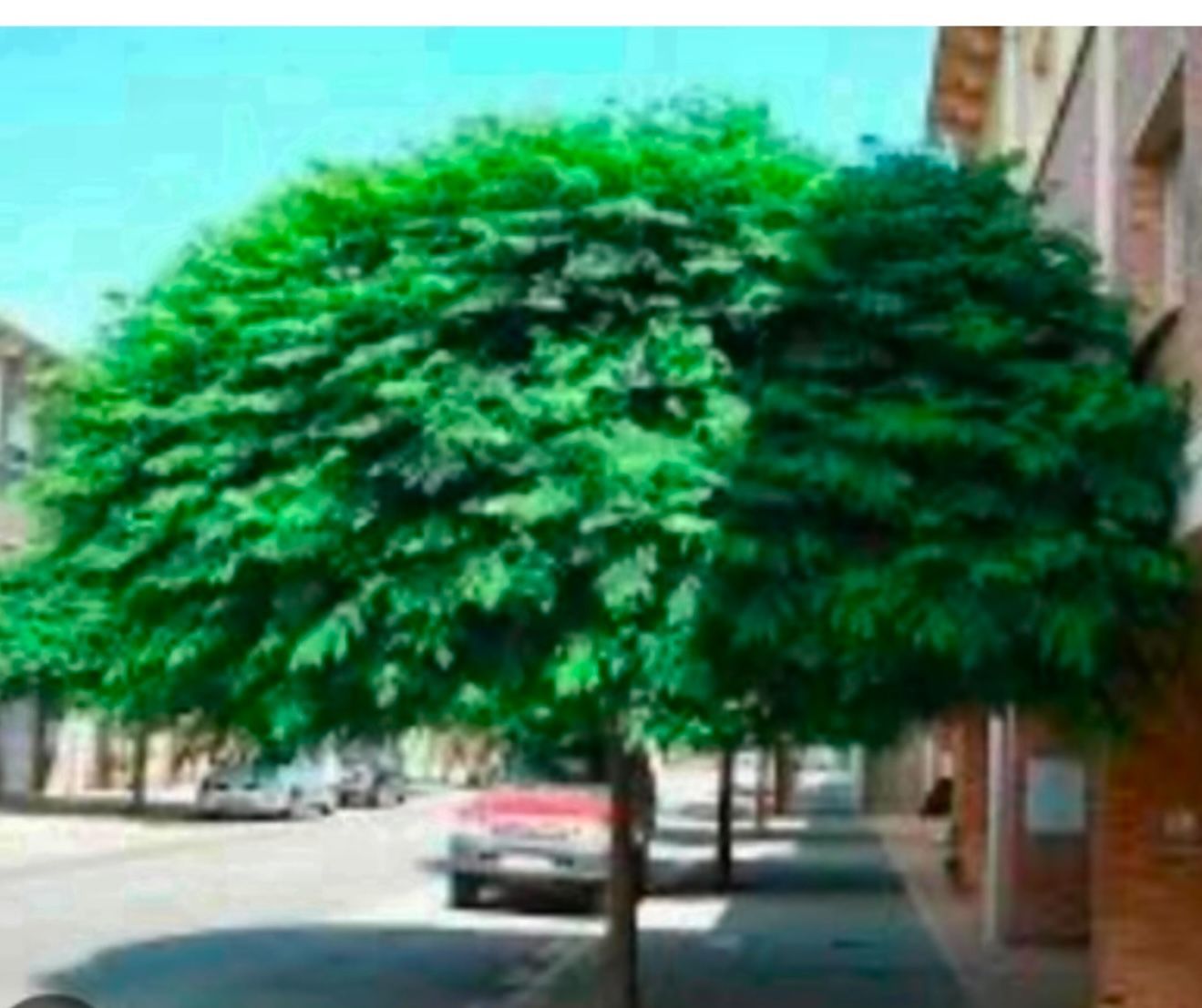 Paraíso Or Paradise Trees For Shade 5F The Tall O La Have $50 Each