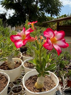Desert Rose