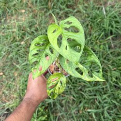 Monstera Adansonii Aurea Variegated