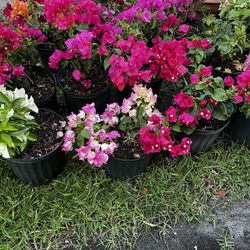 BOUGAINVILLEA PLANT (3 gallon pot) Landscaping and More!