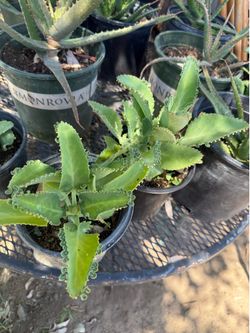 Mother of thousands succulent
