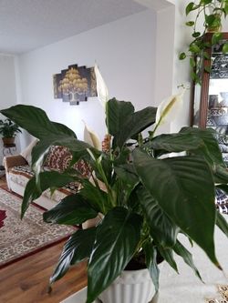 White Premium Sympathy Peace Lily - Indoor Plants House