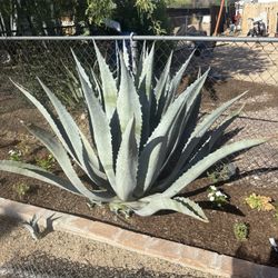 Cactus / Agave