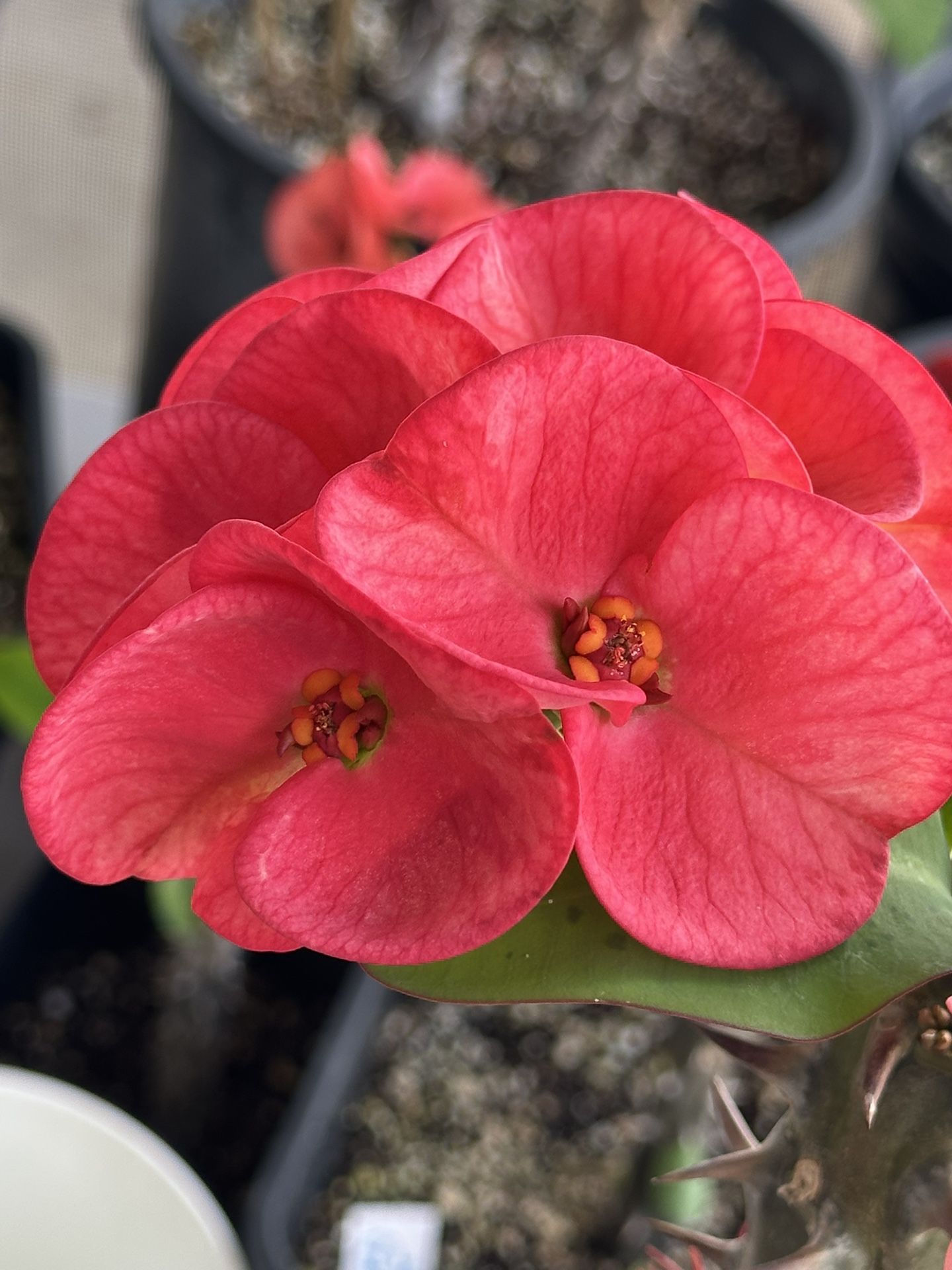 Corona De Cristo Pink Zebra