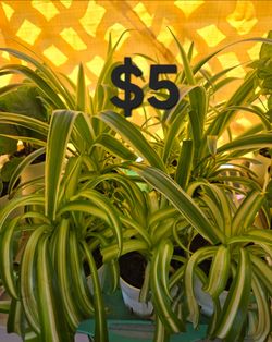 Spider Plants