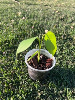monstera Sierrana