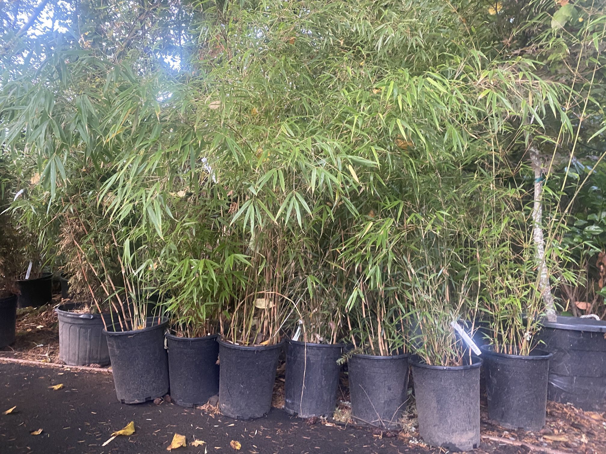 Lots Of 5gal Bamboo Bushes