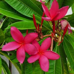 Plumeria Plant