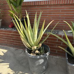 Aloe Vera Plant