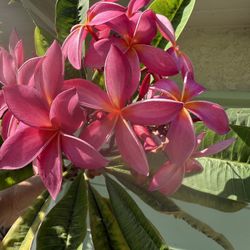 Plumeria