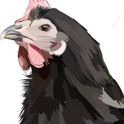 A Hen