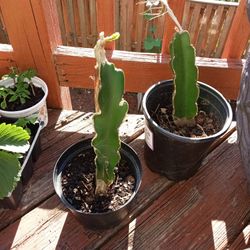 Yellow Dragon Fruits plants