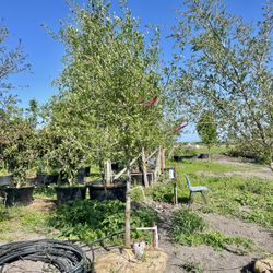 Live Oak Trees 325 Planting Including 