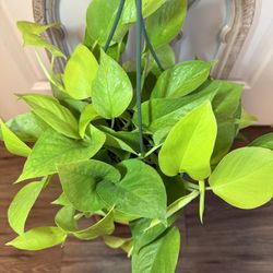 Neon Pothos
