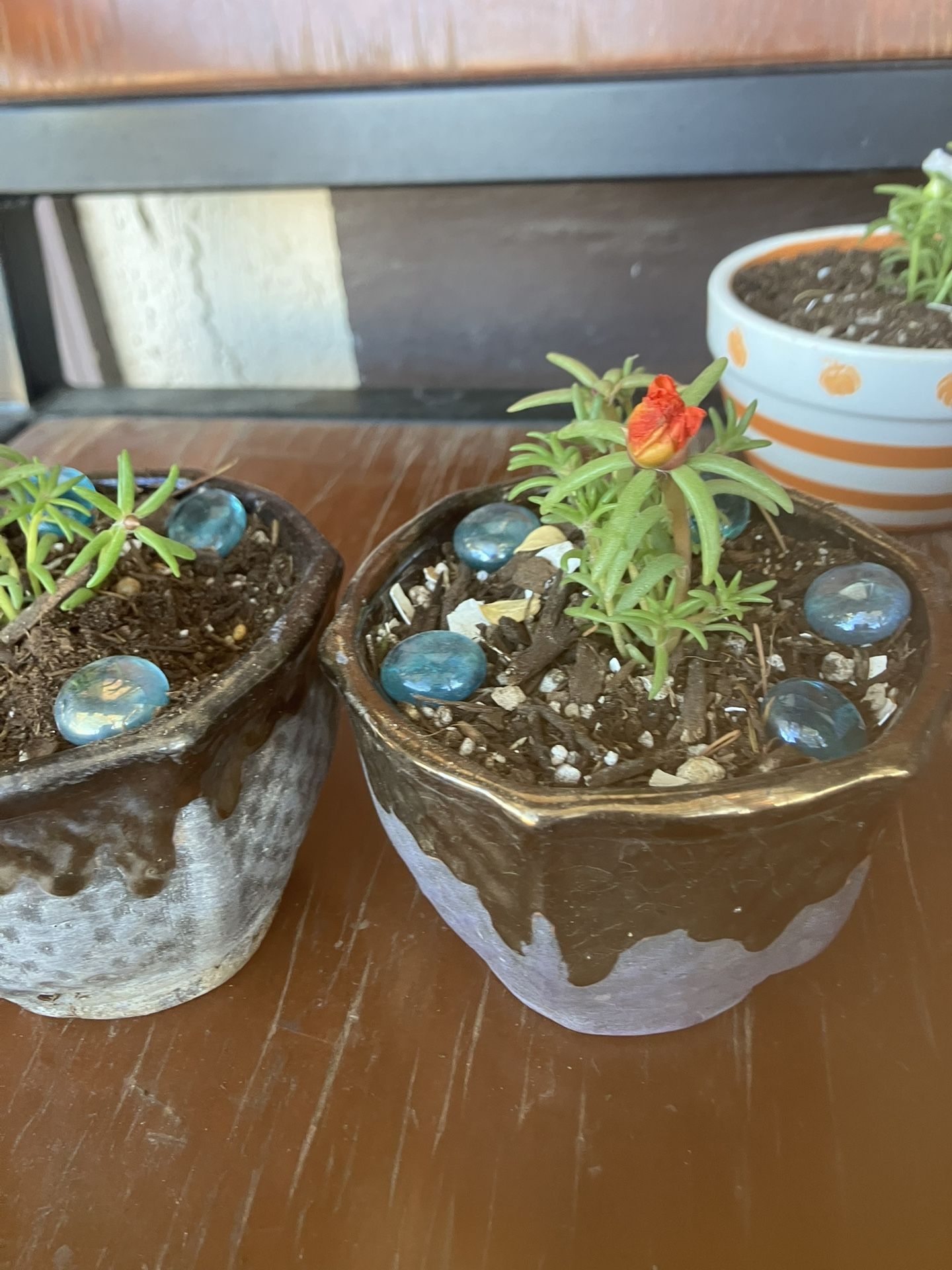 Plantas Amor De Un Rato 