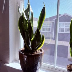 Variegated snake plant in ceramic pot