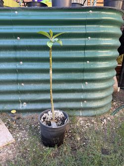 Plumeria Tree