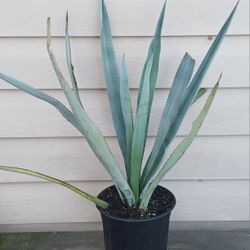 Agave Tequilana Plant 🪴 