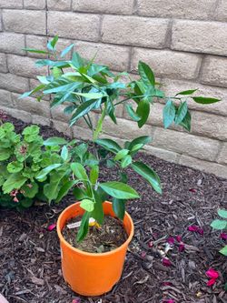 Kishu Mandarin Tree