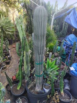 P a c h y c e r e u s Pringle Cactus plant