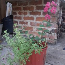 Plant