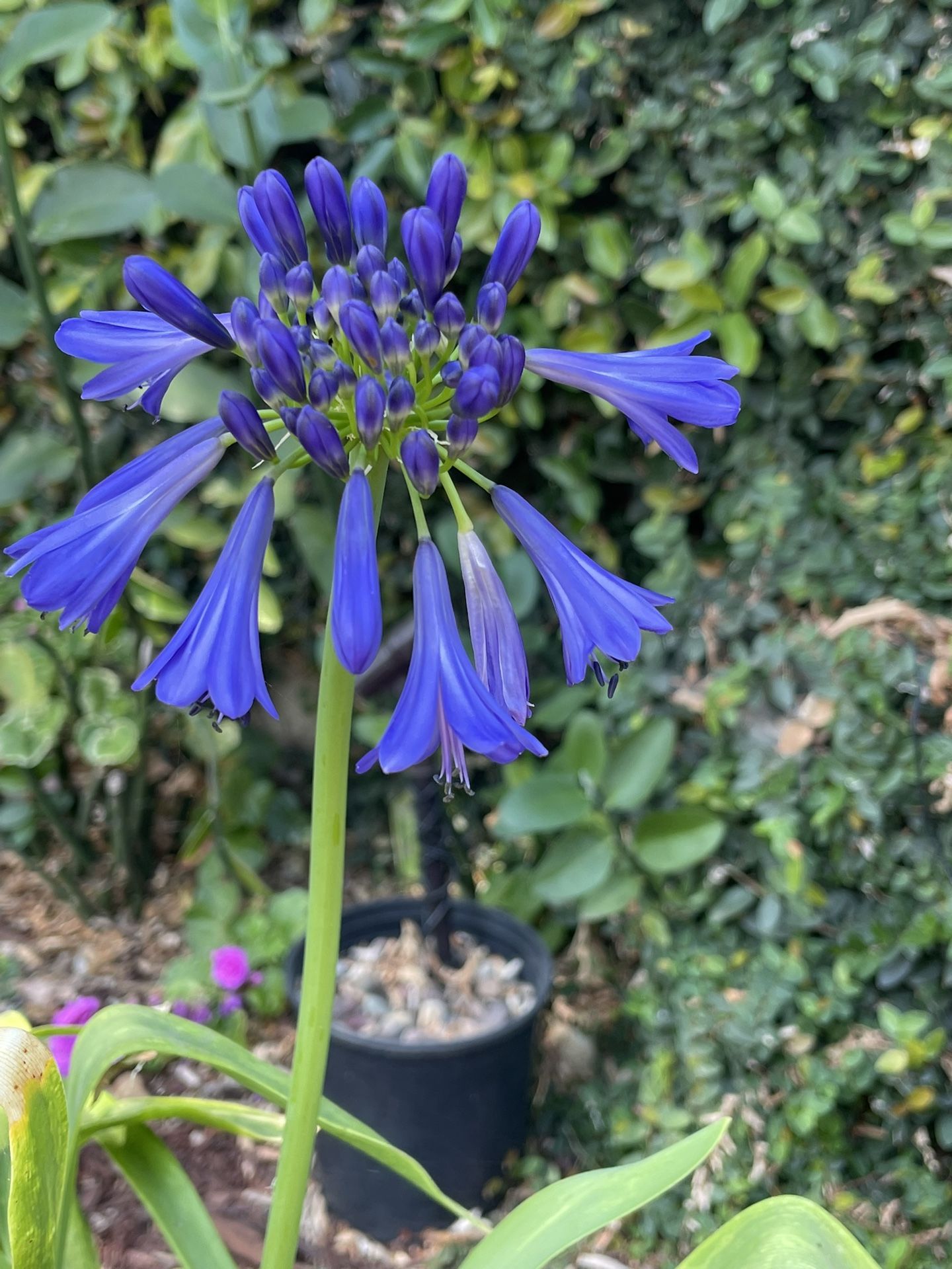 5 gallon agapanthus with succulent