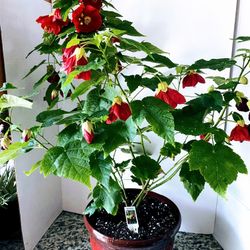 Abutilon-Red